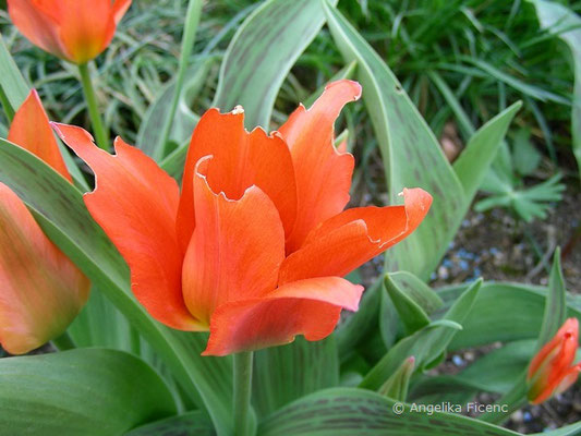 Tulipa toronto  © Mag. Angelika Ficenc
