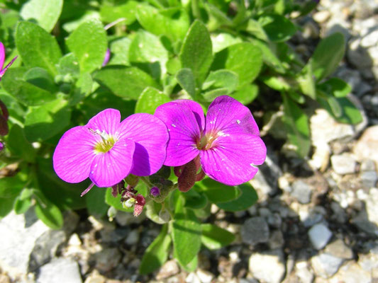 Aubrieta columnae - Sternhaariges Blaukissen  © Mag. Angelika Ficenc