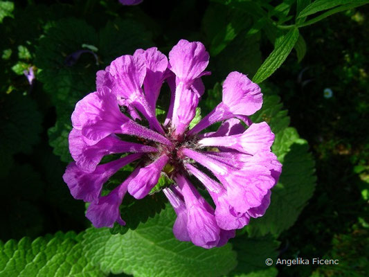 Betonia macrantha - Großblütige Betonie  © Mag. Angelika Ficenc