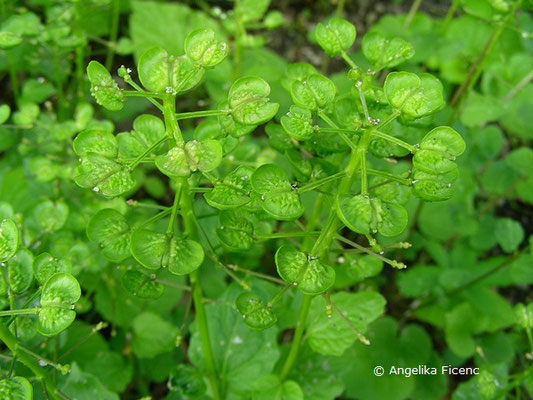 Pachxphragma macrophyllum - Scheinschaumkraut, unreife Schötchen  © Mag. Angelika Ficenc