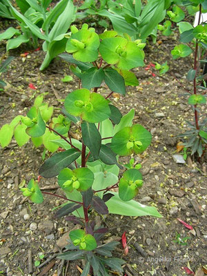 Euphorbia amygdaloides "Purpurea" - Mandel-Wolfsmilch  © Mag. Angelika Ficenc