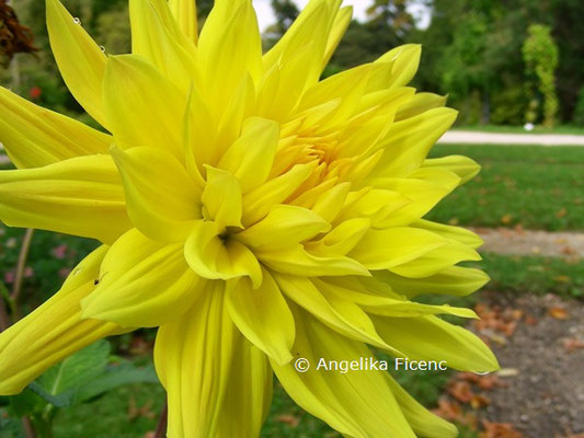 Dahlia x hortensis Goldener Vulkan © Mag. Angelika Ficenc