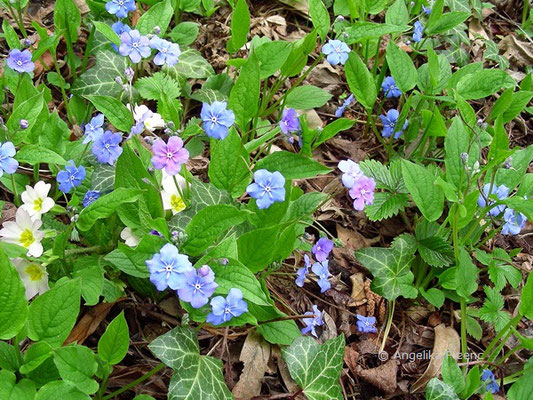 Omphalodes verna - Gedankenmein  © Mag. Angelika Ficenc