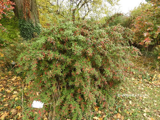 Berberis sp.  © Mag. Angelika Ficenc