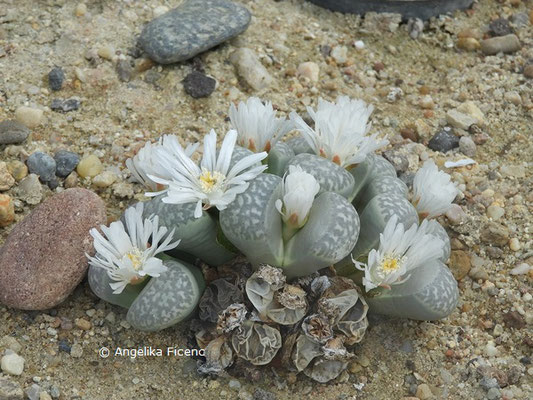 Lithops sp.    © Mag. Angelika Ficenc