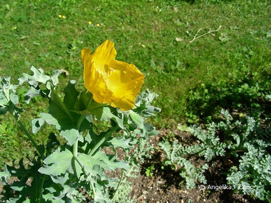 Glaucium elegans - Hornmohn  © Mag. Angelika Ficenc