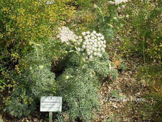 Seseli gummiferum © Mag. Angelika Ficenc