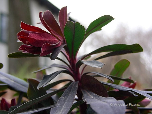 Euphorbia amygdaloides "Purpurea" - Mandel-Wolfsmilch  © Mag. Angelika Ficenc