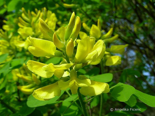 Petteria ramentaceae - Petterie   © Mag. Angelika Ficenc