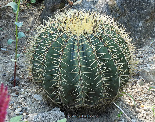 Ferocactus glaucescens - Hbitus  © Mag. Angelika Ficenc