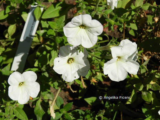 Petunia axillaris  © Mag. Angelika Ficenc