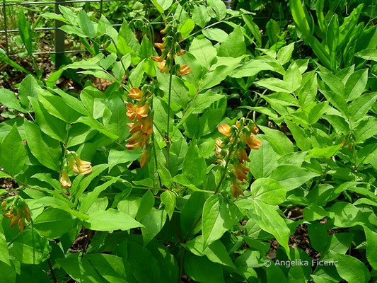 Lathyrus aureus © Mag. Angelika Ficenc