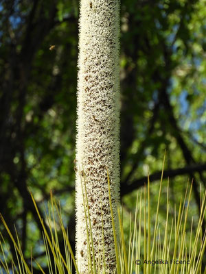 Australischer Grasbaum, Xanthorrhoea glauca subsp. glauca, © Mag. Angelika Ficenc