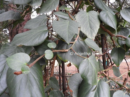 Hedera colchika © Mag. Angelika Ficenc