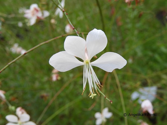 Gaura lindheimeri - Lindheimer Prachtkerze  © Mag. Angelika Ficenc