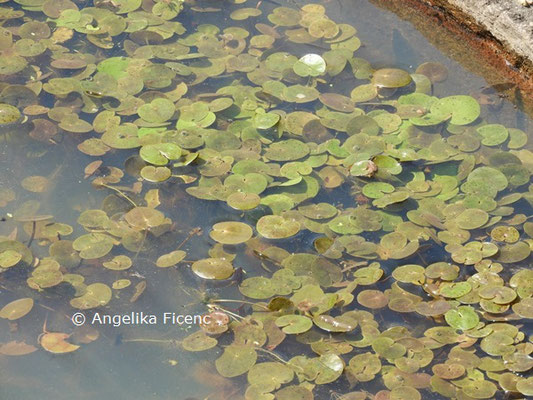 Hydrocharis morsus-ranae  © Mag. Angelika Ficenc