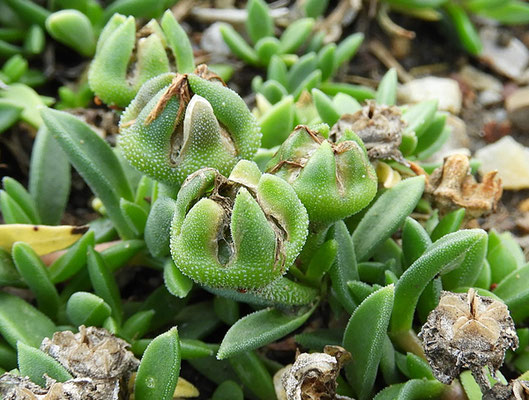 Delosperma obtusum Pink Zulu  © Mag. Angelika Ficenc