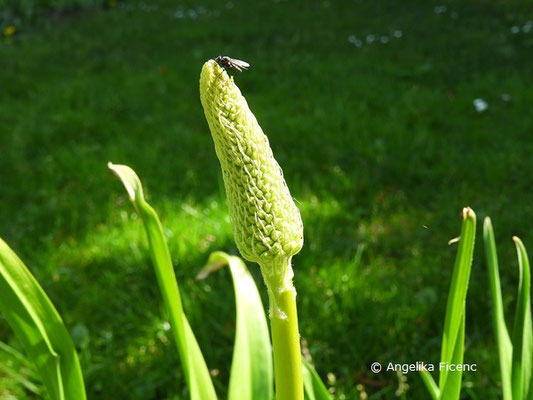 Eremurus himalaicus - Himalaja-Steppenkerze,   © Mag. Angelika Ficenc