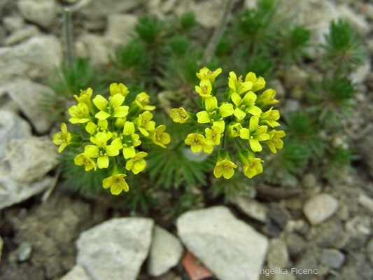 Draba hispanica - Spanisches Felsenblümchen  © Mag. Angelika Ficenc