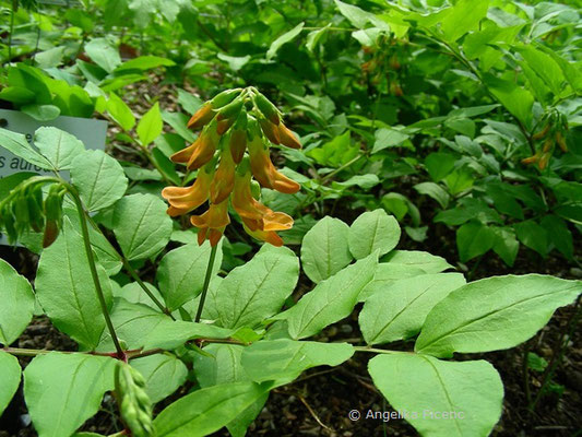 Lathyrus aureus © Mag. Angelika Ficenc