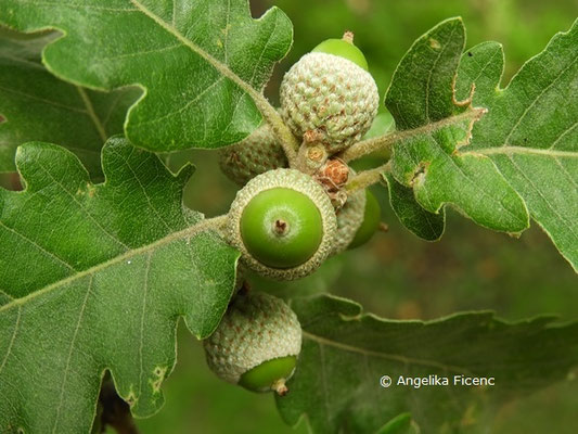 Quercus pubescens    © Mag. Angelika Ficenc