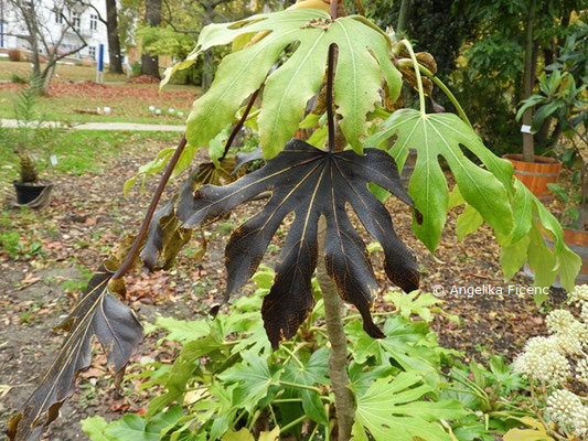 Fatsia japonica  © Mag. Angelika Ficenc