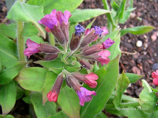 Pulmonaria angustifolia - Schmalbaltt Lungenkraut  © Mag. Angelika Ficenc