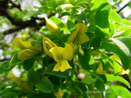 Caragana arborescens - Gewöhnlicher Erbsenstrauch, Blüte   © Mag. Angelika Ficenc