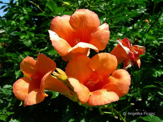 Campsis radicans - Amerikanische Trompetenwinde, © Mag. Angelika Ficenc