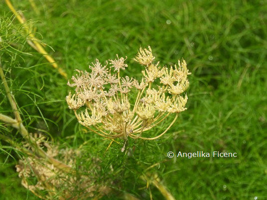 Athamanta thurbit subsp. haynaldii  © Mag. Angelika Ficenc