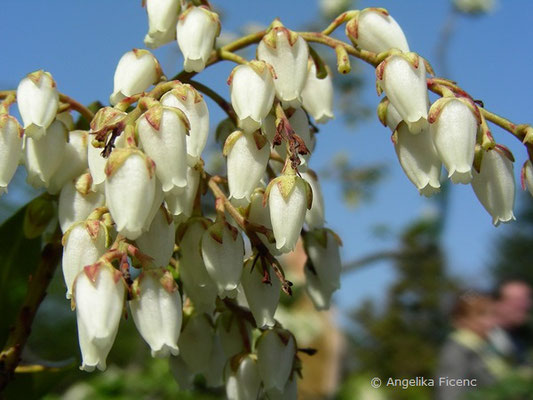 Pieris japonica - Lavendlheide  © Mag. Angelika Ficenc