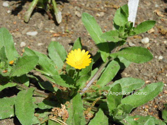 Osteospermum ecklonis  © Mag. Angelika Ficenc