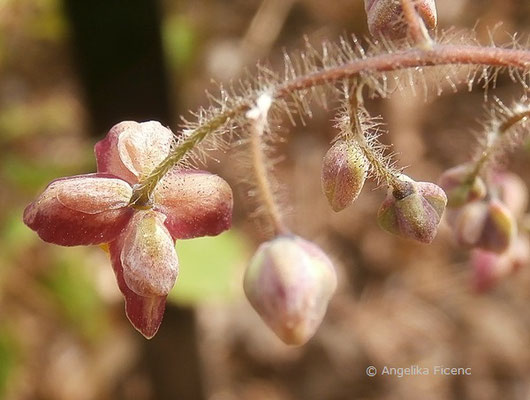 Epimedium alpinum - Europäische Sockenblume  © Mag. Angelika Ficenc