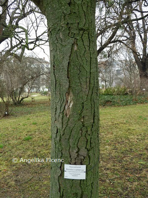 Aesculus x carnea   © Mag. Angelika Ficenc