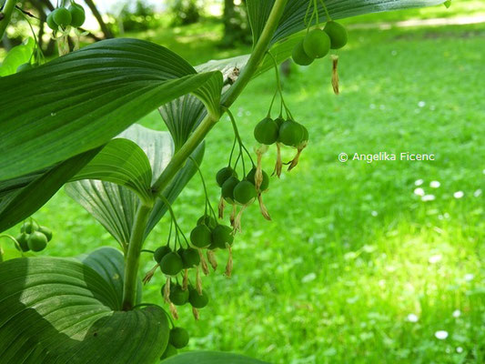 Polygonatum multiflorum  © Mag. Angelika Ficenc