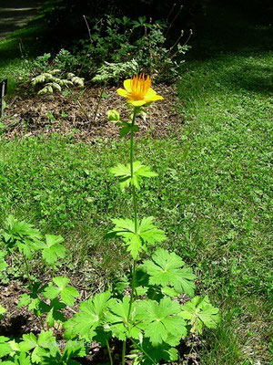 Trollius ircuticus - Trollblume  © Mag. Angelika Ficenc