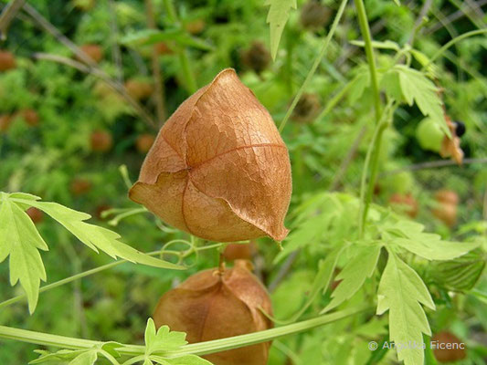 Cardiospermum halicacabum - Ballonrebe,  © Mag. Angelika Ficenc