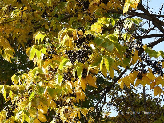 Phellodendron amurense x japonicum - Korkbaum,   © Mag. Angelika Ficenc