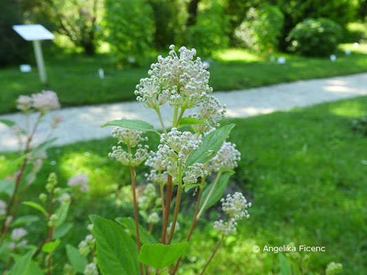   Ceanothus americanus - Säckelblume © Mag. Angelika Ficenc