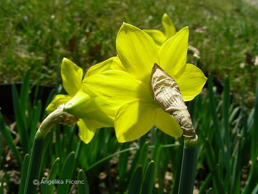 Narcissus pseudonarcissus var. pseudonarcissus - Gelbe Narzisse      © Mag. Angelika Ficenc