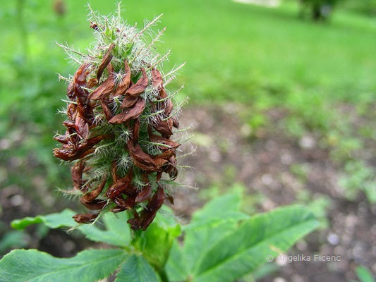 Trifolium rubens - Fuchsklee, © Mag. Angelika Ficenc