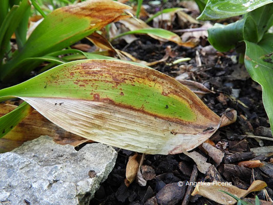 Speirantha gardenii, vorjähriges Laubblatt  © Mag. Angelika Ficenc