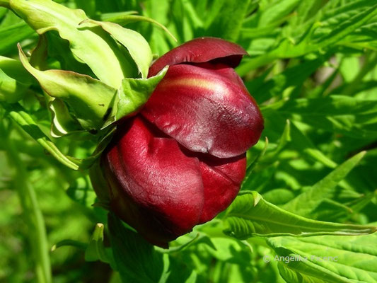 Paeonia delavayi - Delavay Pfingstrose,  © Mag. Angelika Ficenc