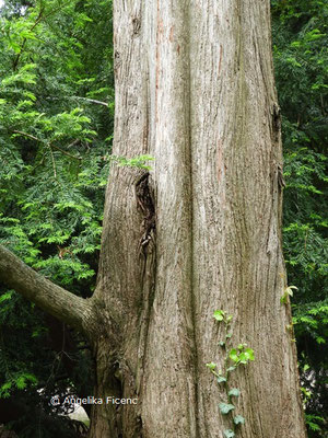 Metasequoia glyptostroboides - Chinesisches Rotholz,   © Mag. Angelika Ficenc