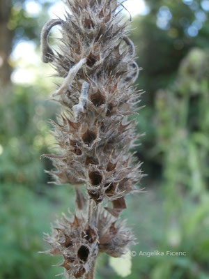 Stachys officinalis - Echter Ziest, Samenstand  © Mag. Angelika Ficenc