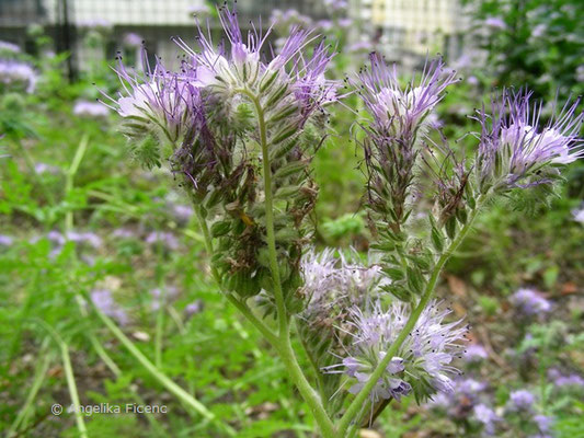 Phacelia tanacetifolia - Rainfarn-Büschelschön  © Mag. Angelika Ficenc