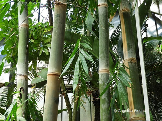 Dendrocalamus giganteus, Riesenbambus  © Mag. Angelika Ficenc