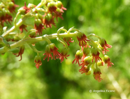 Coriaria myrtifolia - Europäischer Gerberstrauch      © Mag. Angelika Ficenc