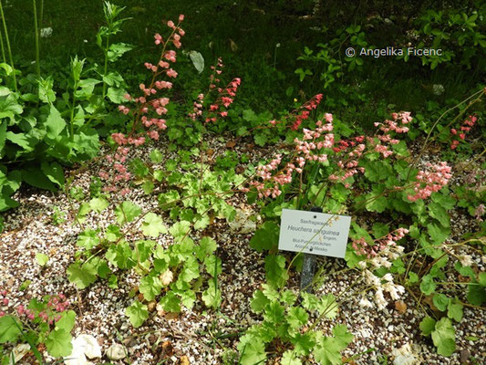 Heuchera sanguinea - Blut-Purpurglöckchen, Habitus  © Mag. Angelika Ficenc