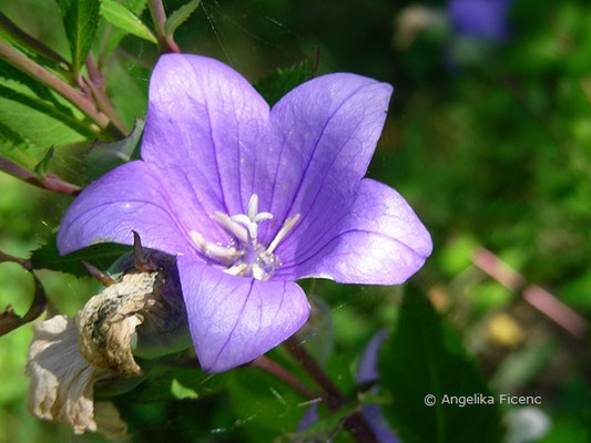 Platycodon grandiflorus  © Mag. Angelika Ficenc